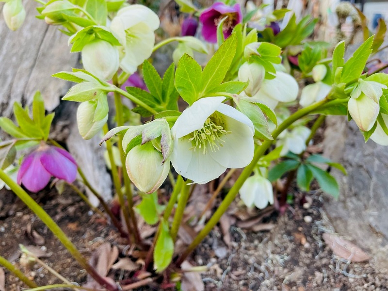 クリスマスローズ ガーデンハイブリッド の育て方