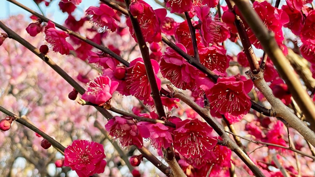 ウメ 花梅 の育て方