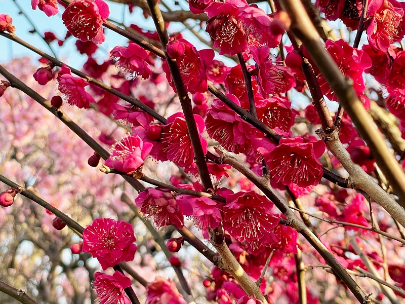 ウメ 花梅 の育て方