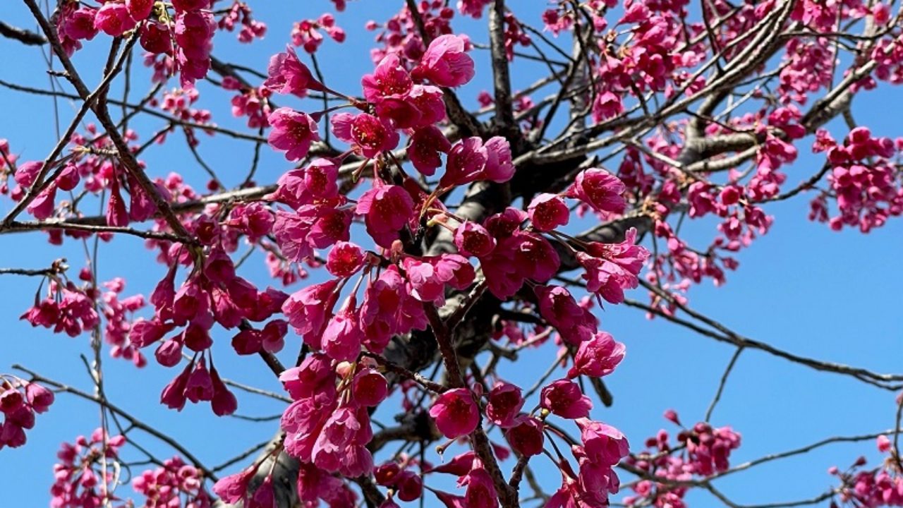 カンヒザクラ（寒緋桜）の育て方