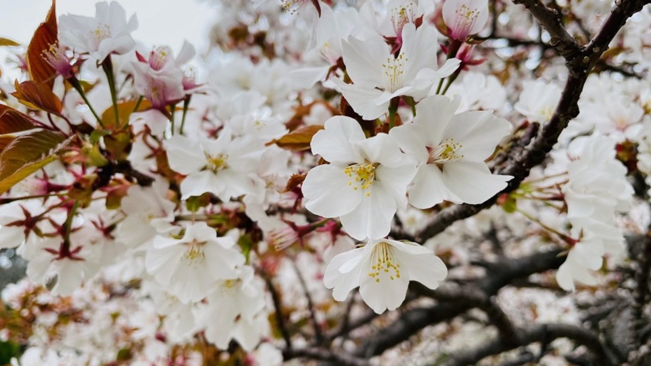 ヤマザクラ 山桜 の育て方 ヤマザクラ 山桜 の育て方