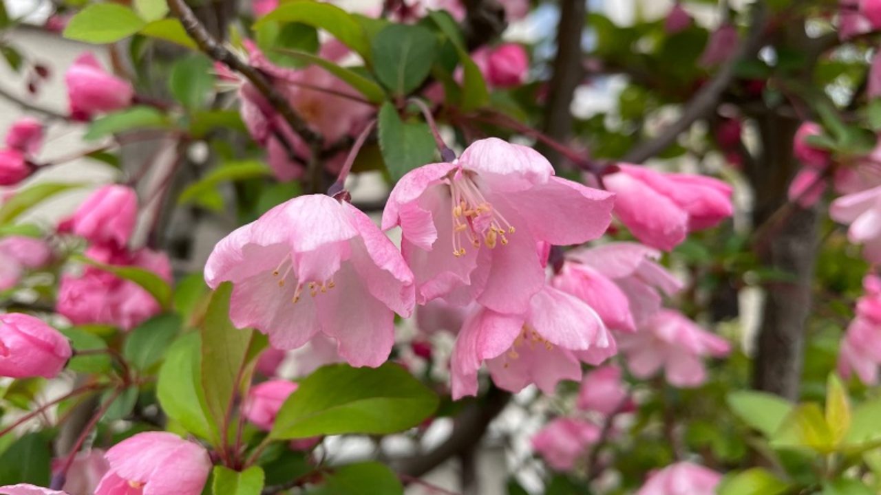 ハナカイド◯(花海堂) 1株(樹齢20年以上) ハナカイドウ（花海棠）の育て方