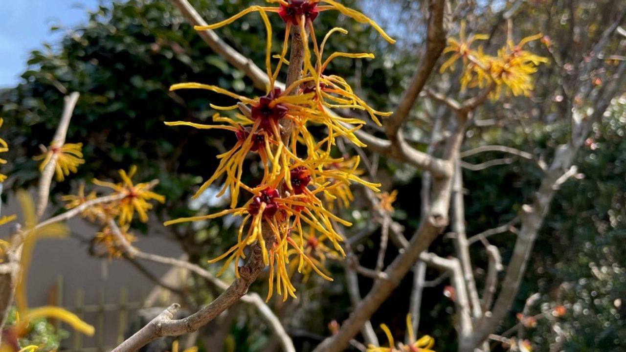 山採り マンサク 50 山採り マンサク