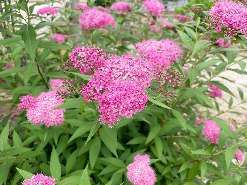 シモツケ 下野 の育て方