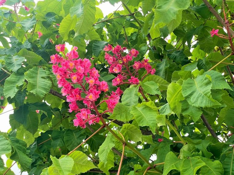 ベニバナトチノキ(紅花栃の木)の育て方