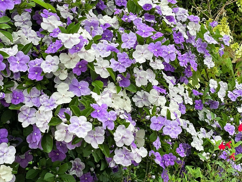 ニオイバンマツリ（匂蕃茉莉）の育て方