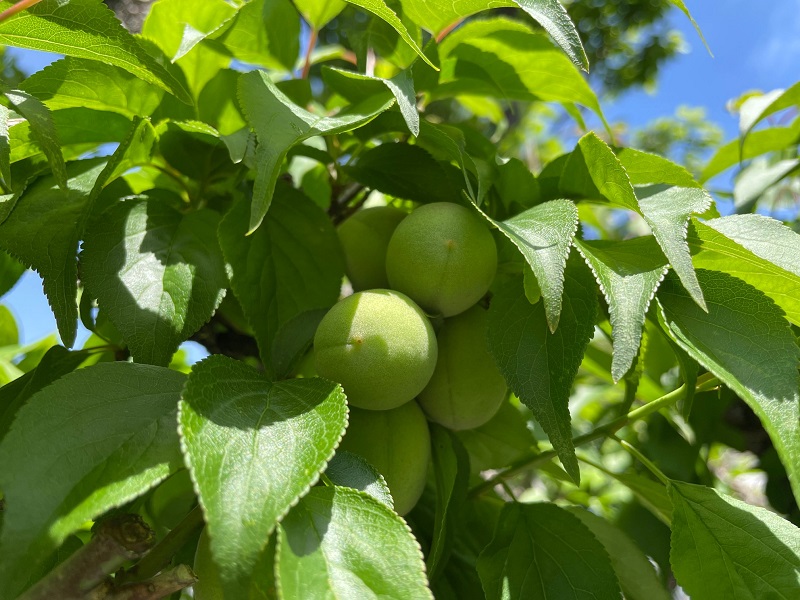 ウメ 実梅 の育て方